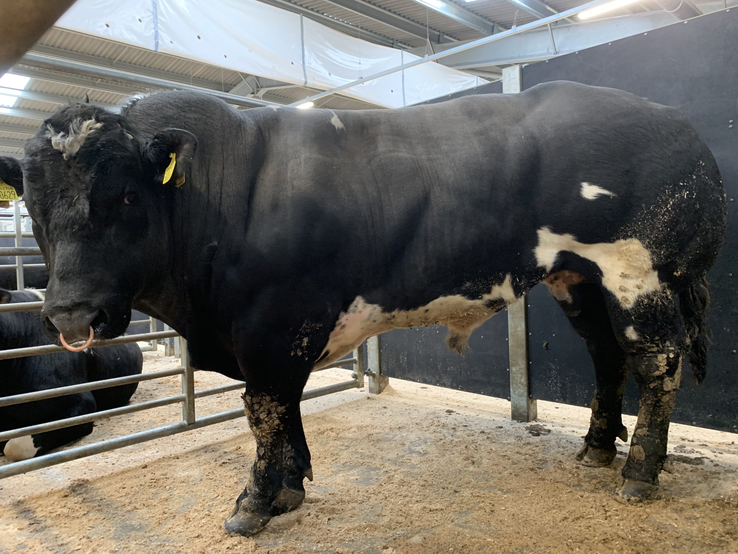 Thursday Prime Stock | Darlington Farmers Auction Mart