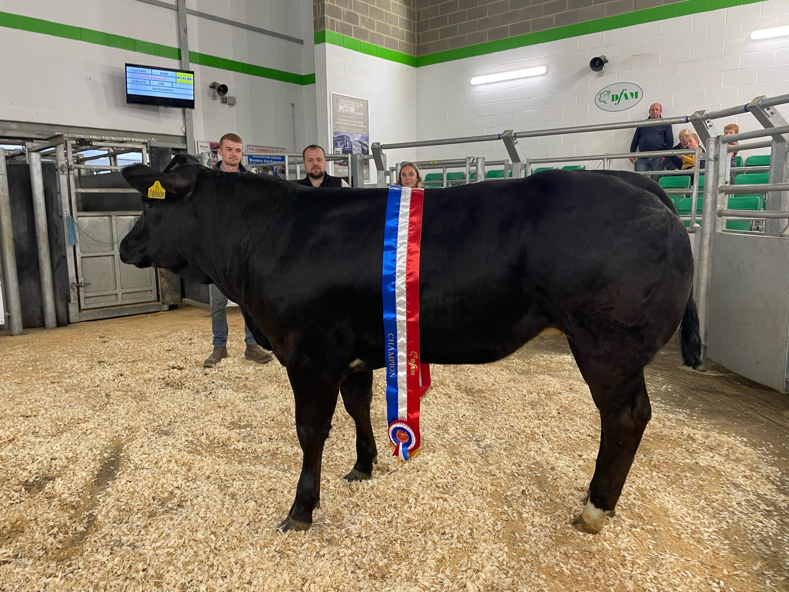 ‘Big Bank Holiday’ Show and Sale of Store Cattle Darlington Farmers