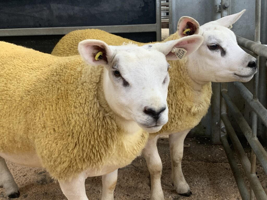 Monday Livestock Darlington Farmers Auction Mart