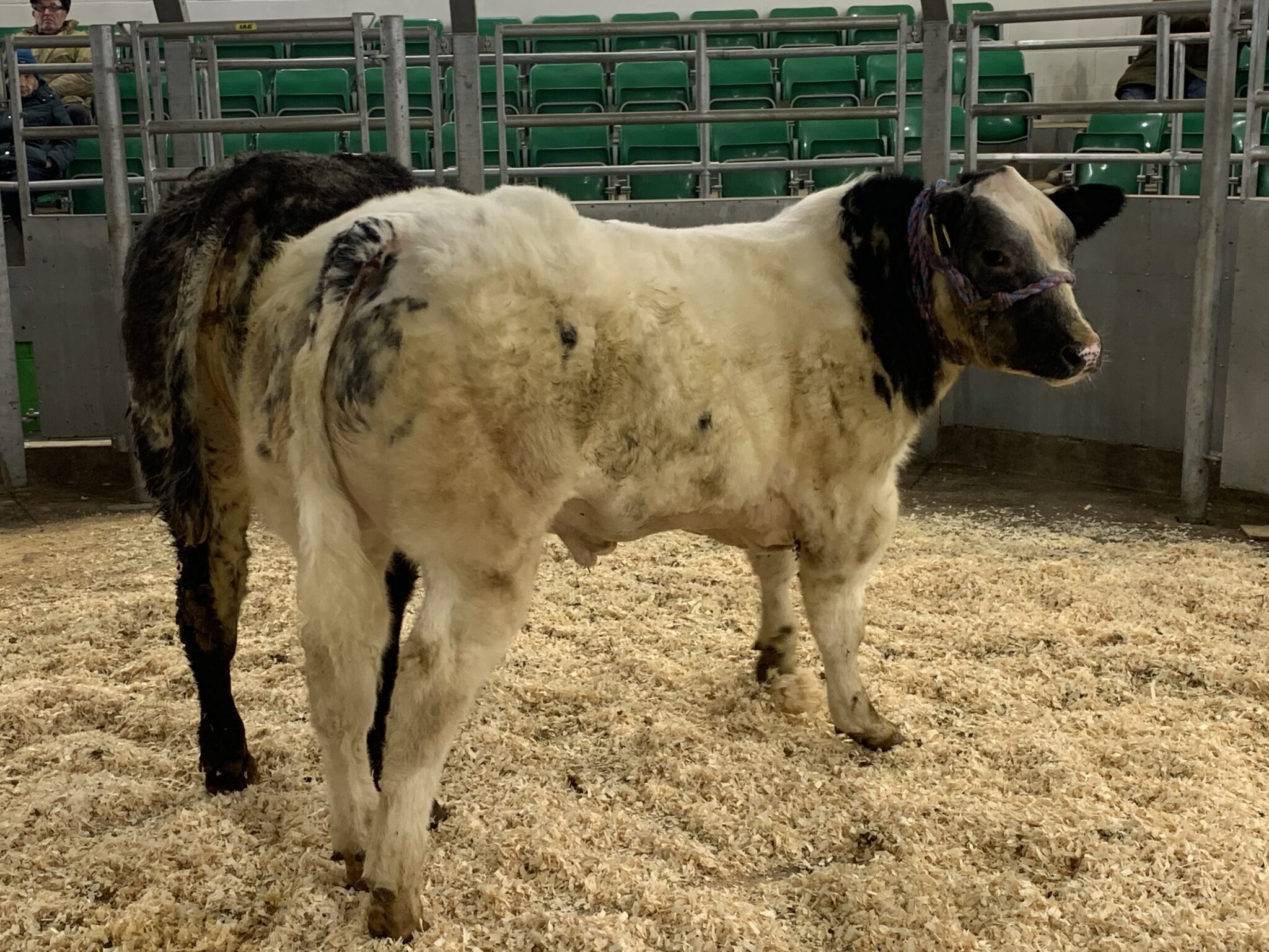 New Year Show & Sale of Store Cattle Darlington Farmers Auction Mart